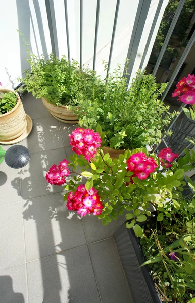 Mix di bellissimi fiori vividi terrazza — Foto Stock