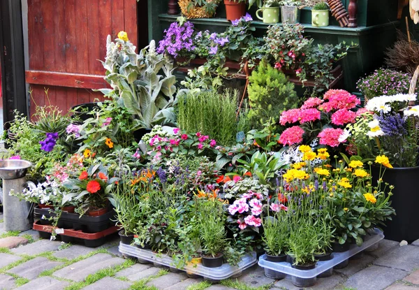 Mischung aus schönen lebendigen Terrassenblumen — Stockfoto