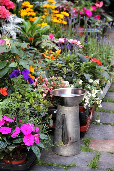 Mezcla de hermosas flores de terraza vívidas — Foto de Stock