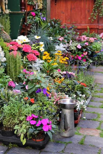 Mezcla de hermosas flores de terraza vívidas — Foto de Stock