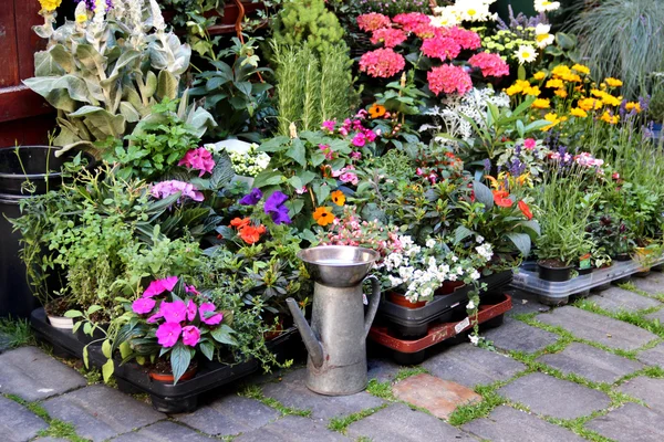 Blandning av vackra levande terrass blommor — Stockfoto