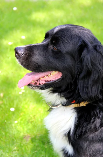 Chien Et Chat Avec Champ Dherbe Verte Photographie