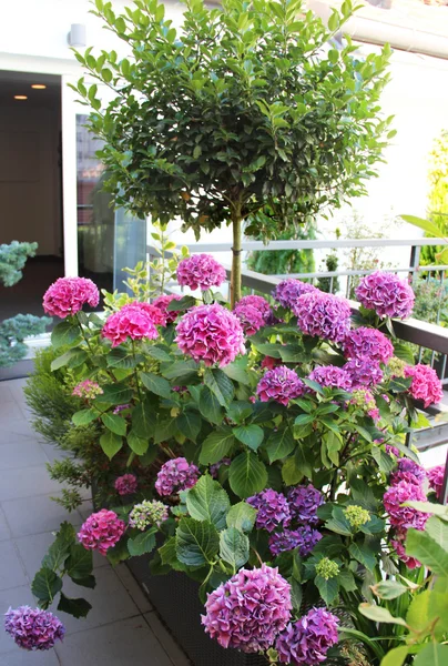 Mischung aus schönen lebendigen Terrassenblumen — Stockfoto