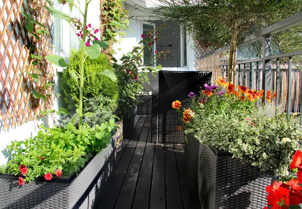 Mischung aus schönen lebendigen Terrassenblumen — Stockfoto