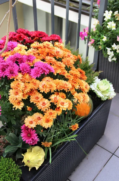 Mischung aus schönen Blumen im herbstlichen Terrassengarten — Stockfoto