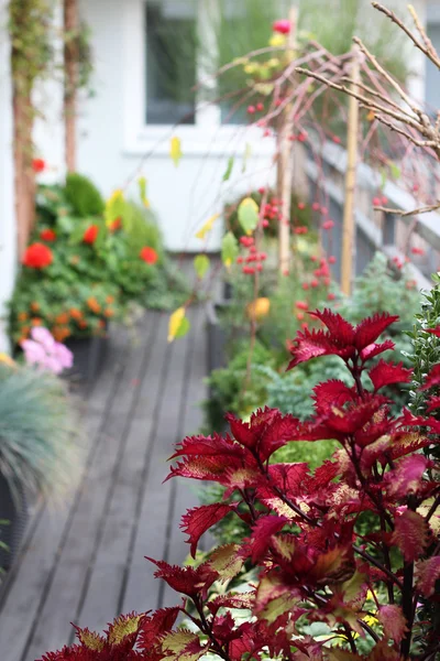 Mezcla de hermosas flores en el jardín de la terraza de otoño — Foto de Stock