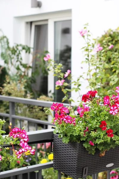Hermosa terraza con un montón de flores — Foto de Stock