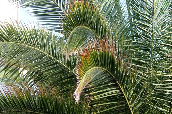 Макро Снимок Пальмового Листа — стоковое фото