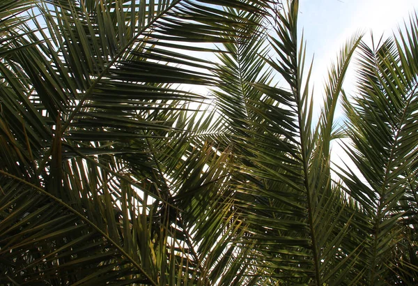 Schöne Grüne Palmenzweige Über Blauem Himmel — Stockfoto