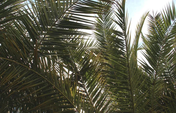 Vacker Grön Palm Grenar Över Blå Himmel — Stockfoto