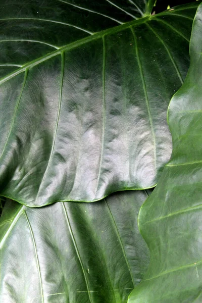 Blandning Vackra Växter Den Botaniska Trädgården — Stockfoto