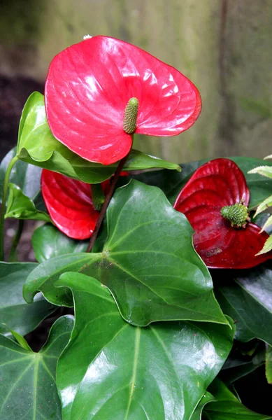 Kırmızı Çiçekli Güzel Bir Makro Resim — Stok fotoğraf