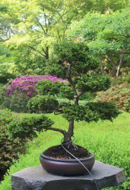 Botanik gardında güzel bitkilerin karışımı.
