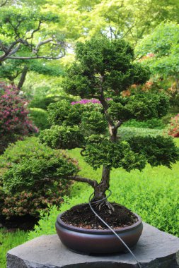 Botanik bahçesindeki güzel bitkilerin karışımı.