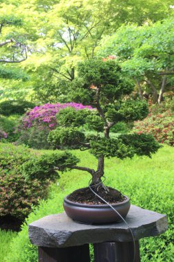 Botanik bahçesindeki güzel bitkilerin karışımı.