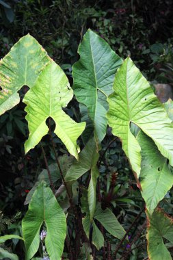 Botanik gardında güzel bitkilerin karışımı.