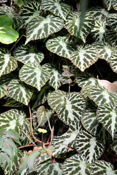 Mischung Aus Schönen Pflanzen Botanischen Garten — Stockfoto
