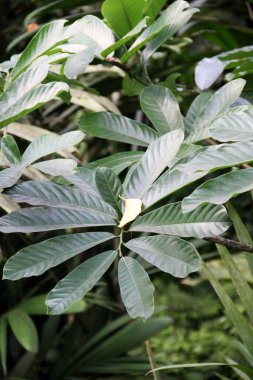 Botanik bahçesindeki güzel bitkilerin karışımı.