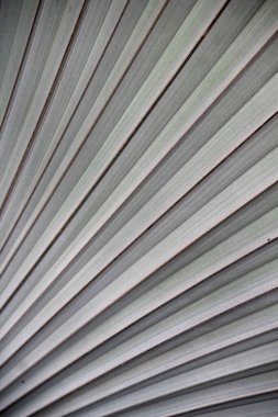 Macro detail of palm greeb leaf