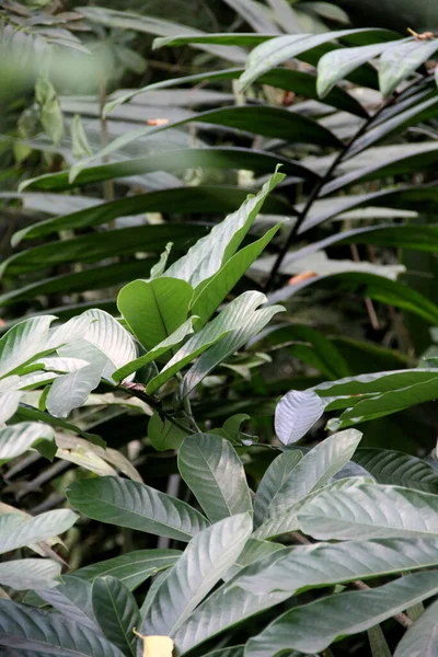 植物の前衛の美しい植物のミックス — ストック写真