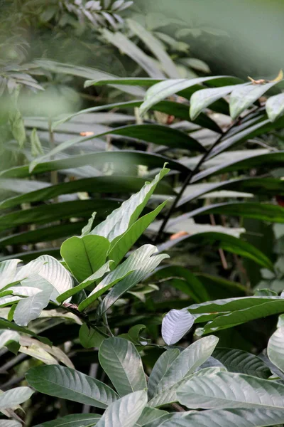 植物の前衛の美しい植物のミックス — ストック写真