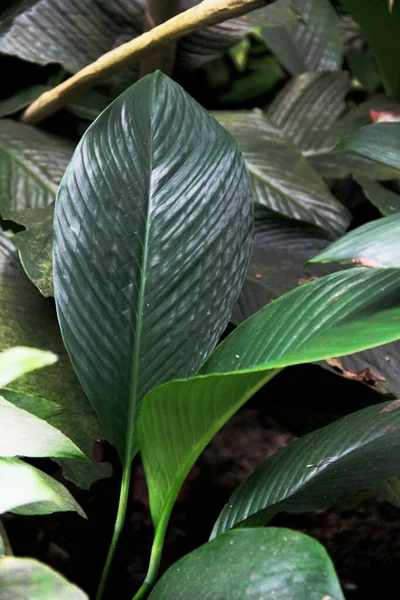 Mezcla Hermosas Plantas Guarnición Botánica —  Fotos de Stock