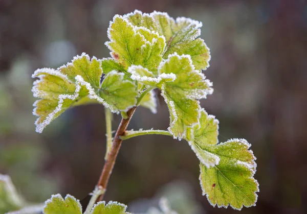 Currant leaves covered with frost. Small ice crystals formed on the leaves of currants during the first night frosts.