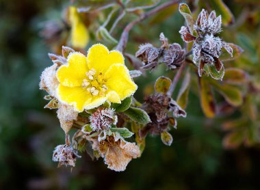 Frost on yellow flowers.The first autumn frosts.  clipart