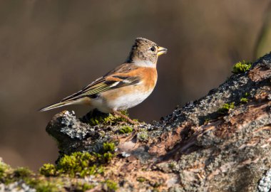 Chaffinch (Latin Fringilla montifringilla). Serçe büyüklüğünde ötücü bir kuş. Kışın erkek ispinozun kahverengi-gri bir kafası, boyun ve ön kısmı ve beyaz bir karnı vardır. Göğsü yıl boyunca turuncu..  