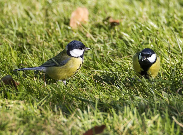 Dvě Kozy Latin Parus Major Hřbetní Strana Žlutozelená Břišní Strana — Stock fotografie