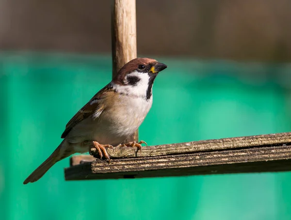 Bruant Des Arbres Lat Passer Montanus Peu Petit Moineau Domestique — Photo