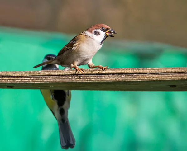 Tree Sparrow Lat Passer Montanus Somewhat Smaller House Sparrow Back — Stock Photo, Image