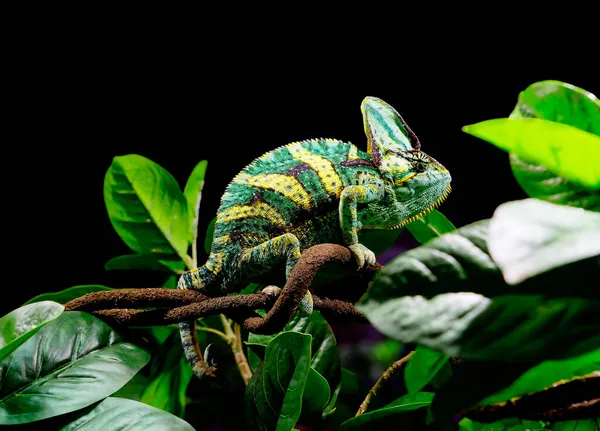 Chameleon Závojem Muž Lat Chamaeleo Calyptratus Jedná Poměrně Velkou Ještěrku — Stock fotografie