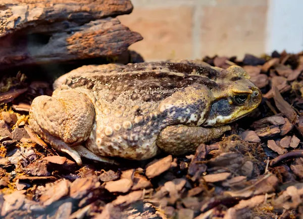 Cane Toad Grande Anfíbio Pesando Até Nativo América Sul Central — Fotografia de Stock