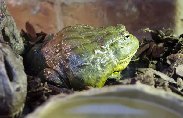 Bullfrog Africano Estas São Maiores Rãs África Sul Rãs Jovens Imagem De Stock