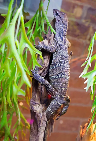 Monitör Kertenkele Güney Asyalı Latin Varanus Rudicollis Tayland Myanmar Malezya — Stok fotoğraf