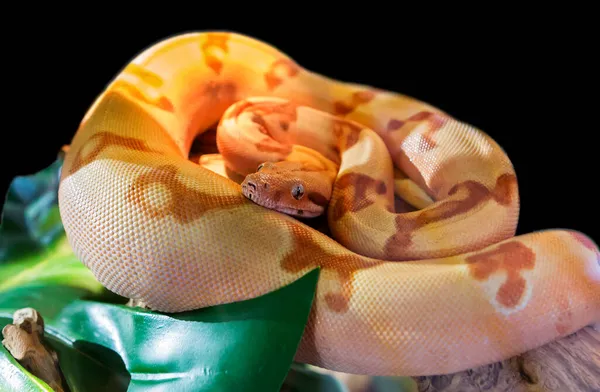Boa Imperator Lat Sunglow Max Carame Inglês Uma Espécie Serpente — Fotografia de Stock