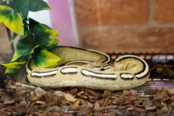 Python Królewski Ball Python Jest Niejadowity Wąż Rodzaju Prawdziwych Pytonów — Zdjęcie stockowe