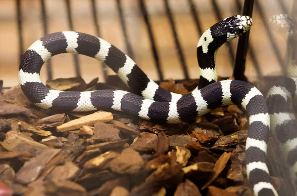 California King Snake (black white). This is a non-venomous snake of the genus Royal snakes of the snake family. The body length is up to 1.5 meters. The typical coloration consists of alternating black and white annular stripes