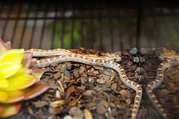Serpente Milho Panterics Caramel Ghost Motley Uma Pequena Cobra Não — Fotografia de Stock