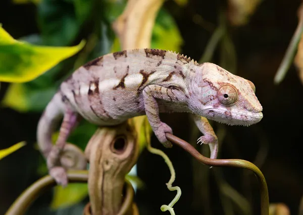 Panther Chameleon Jedná Pestrobarevný Druh Plazích Ještěrek Kteří Žijí Tropických — Stock fotografie