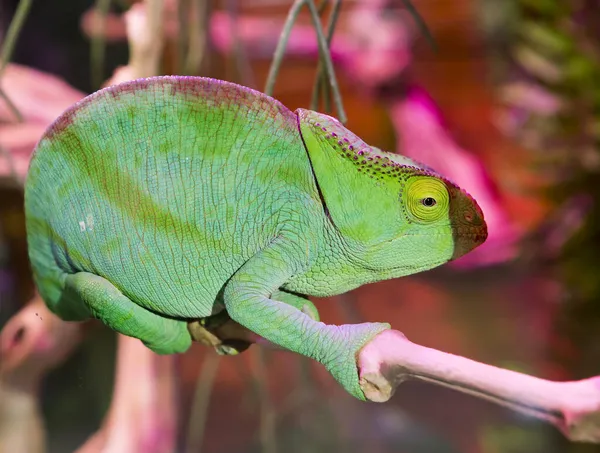 Camaleón Pantera Ambato Esta Una Especie Lagartos Reptiles Colores Brillantes — Foto de Stock