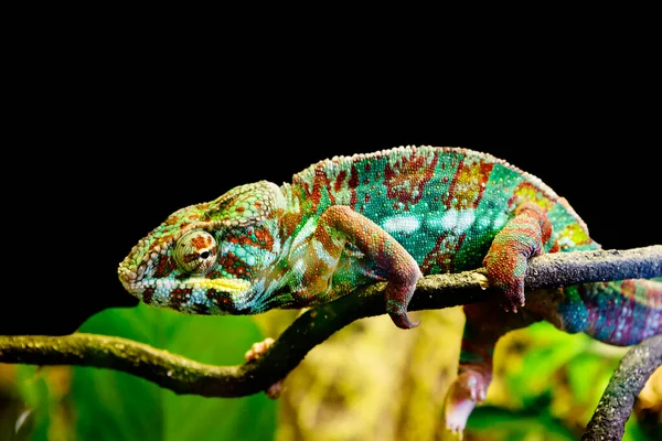 パンサー カメレオン アンバト マダガスカル共和国の熱帯林に生息する鮮やかな色の爬虫類です 体は青と緑の様々な色合いで描かれ 時には黒 明るいスポットで描かれています ロイヤリティフリーのストック写真