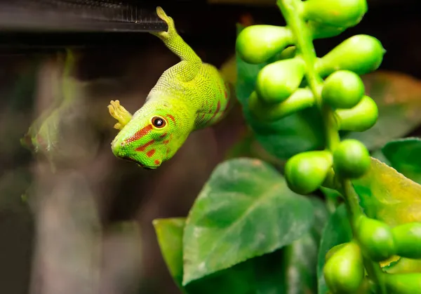 Gecko Dia Madagáscar Felsuma Grandis Inglês Phelsuma Grandis Felsuma Madagascar — Fotografia de Stock
