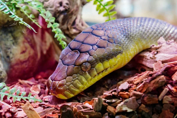 Ametistina Python Lat Morelia Amethistina Maior Cobra Austrália Onde Alimenta — Fotografia de Stock