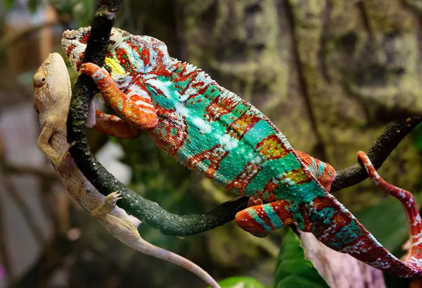 Camaleón Pantera Ambato Una Especie Lagarto Reptil Colores Brillantes Que — Foto de Stock