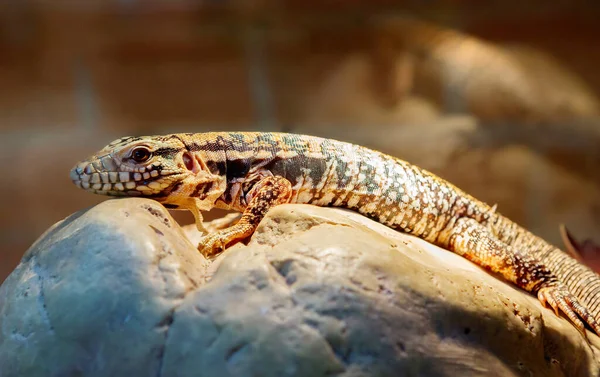 Lagarto Tegu Rojo Habita Argentina Bolivia Brasil Paraguay Tamaño Máximo —  Fotos de Stock