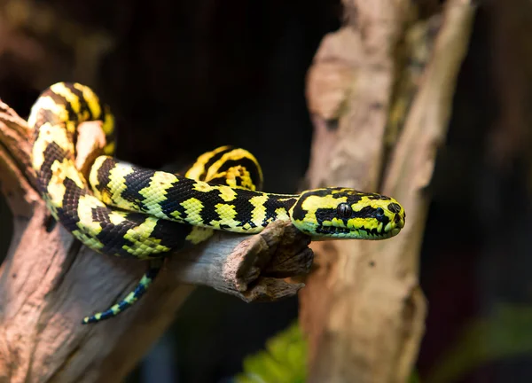 Carpet Python Snake Medium Sized Two Meters Inhabits Subtopic Forests — Stock Photo, Image