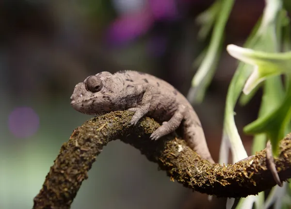 Caméléon Panthère Est Une Espèce Lézard Reptile Aux Couleurs Vives — Photo