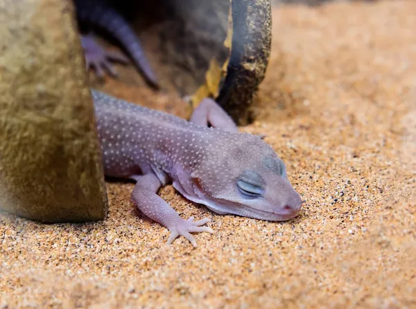 Звичайний Leopard Gecko Super Snow Blizzard Велика Ящірка Довжина Тіла Стокове Зображення